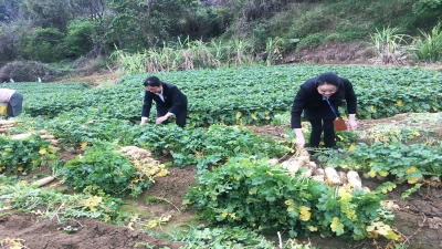 2020年疫情期間，廣東堅(jiān)基集團(tuán)解菜農(nóng)滯銷之急